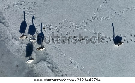 Aerial shot with drone of five swans on frozen lake with shadow