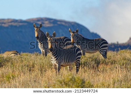 Three alert Cape Mountain Zebra facing camera Royalty-Free Stock Photo #2123449724