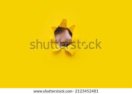 The male big nose protrudes through a torn hole in yellow paper. The concept of curiosity, espionage, sniffing, parfume. Bright background with copy space. Royalty-Free Stock Photo #2123452481