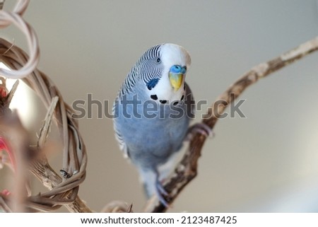 Happy Cute Young blue Mauve Male Budgie playing with his bird toys hanging on a orange tree branch  Royalty-Free Stock Photo #2123487425