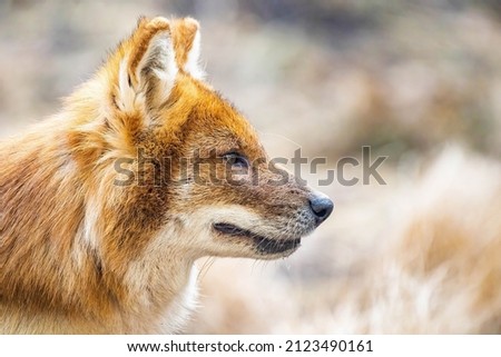 Beautiful dhole wild dog head portrait close up