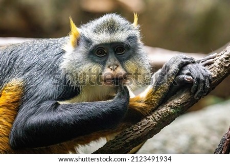 Cute looking Wolf's mona monkey portrait close up Royalty-Free Stock Photo #2123491934