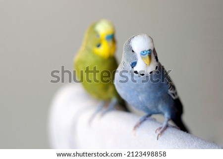 Cute happy healthy young male blue mauve budgie playing with his yellow factor budgie with beautiful green yellow  feather with stripes enjoying playtime in the house in a sunny winter afternoon Royalty-Free Stock Photo #2123498858