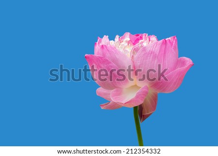 pink lotus flower with blue background