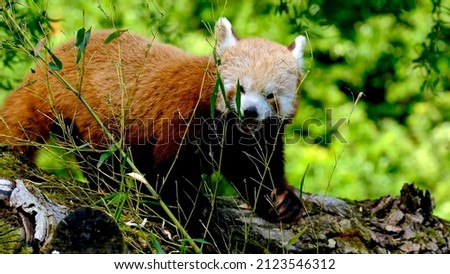 Adorable cute red asian Panda is eating bamboo in the forest green background china mammal animal 4k wildlife grass furry nature beautiful environment tail claw leaf trees endemic rare lovely isolated