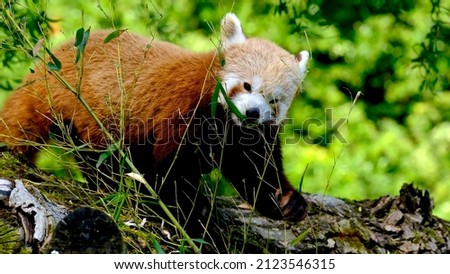 Adorable cute red asian Panda is eating bamboo in the forest green background china mammal animal 4k wildlife grass furry nature beautiful environment tail claw leaf trees endemic rare lovely isolated