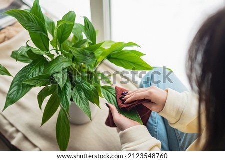 Women's hands close up. A woman wipes house dust from the leaves of indoor plants with a soft cloth. Spathiphyllum in a white pot. Soft selective focus.
