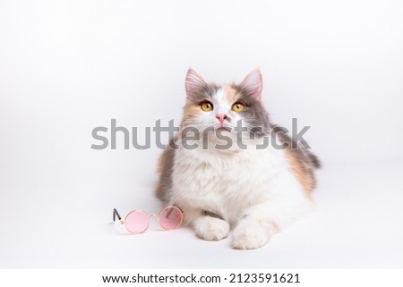 portrait of a funny cute gray and white fluffy cat in sunny pink glasses lying on a white background