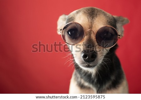 terrier puppy in sunglasses on a red background