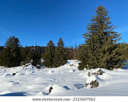 Picturesque canopies of alpine trees in a typical winter atmosphere after heavy snowfall in the Swiss Alps, Schwägalp mountain pass - Canton of Appenzell Ausserrhoden, Switzerland (Schweiz)