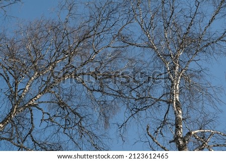 Bare tree branches in winter against the blue sky. Texture for the background.