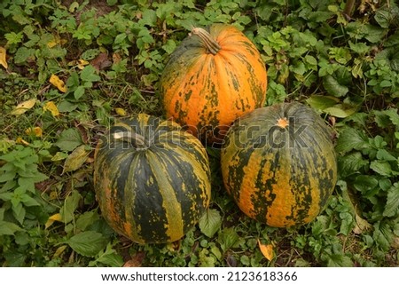 Autumn vegetables food thanksgiving background banner - Top view lots of colorful orange green pumpkin squash ( cucurbita ), edible pumpkins