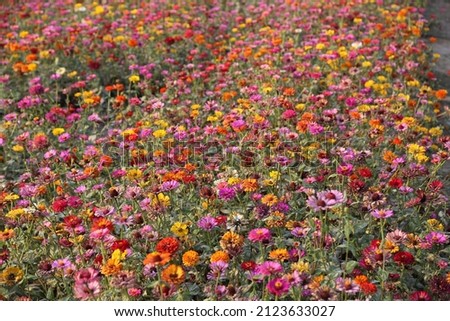 Colorful flowers in the field making a beautiful picture