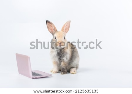bunny with laptop. Easter animal rabbit education technology concept. Adorable furry baby rabbit use laptop  Royalty-Free Stock Photo #2123635133
