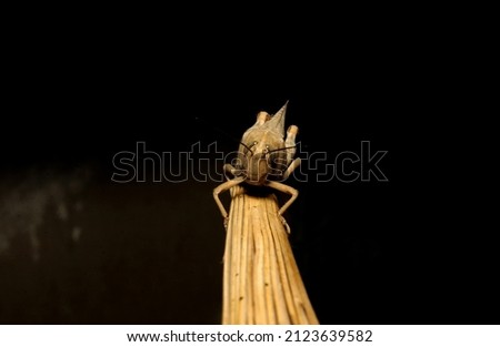 A photo of locust posing on a camera