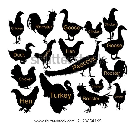 Farm fowl birds collection vector silhouette illustration isolated on blue background. Domestic poultry shape shadow: Turkey, goose, rooster, chicken, hen, duck, peacock. Ranch animals organic food