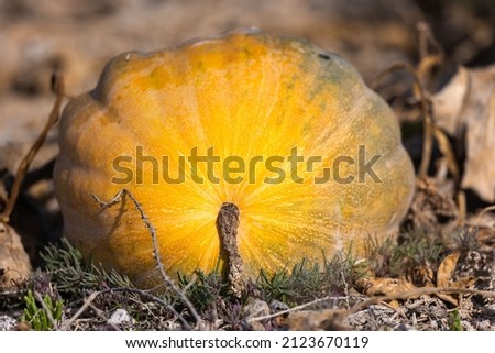 Closeup of pumpkin in farm, Bahrain