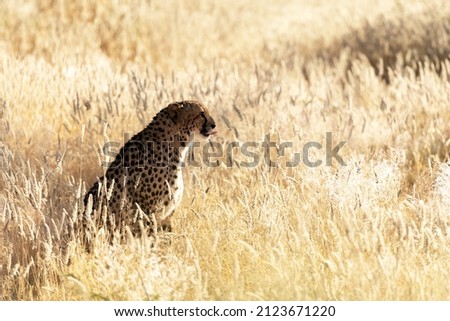 Cheetah sitting in dry yellow grass of the African savannah. Etosha National park, Namibia, Africa. Wildlife photography