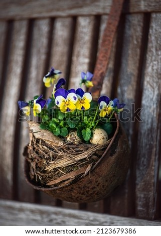 Beautiful yellow and dark blue horned pansy flowers in an easter nest with quail eggs hanging on rusted soup ladle. Garten decoration or floristic concept (Viola cornuta)
