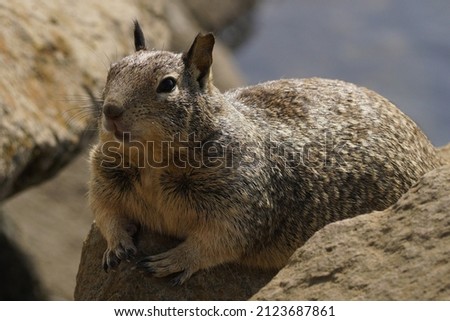 A closeup of a Rock squirrel on a rocky ground on a sunny day