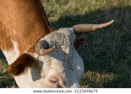 Close-up of a cow's head, forehead and long crooked horns Royalty-Free Stock Photo #2123698679