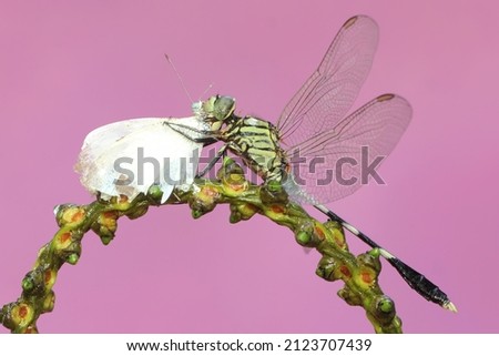 A green marsh hawk is eating a young butterfly on a wildflower. This insect has the scientific name Orthetrum sabina. 