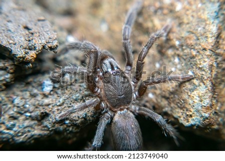 Ground spiders live under rocks and make nests