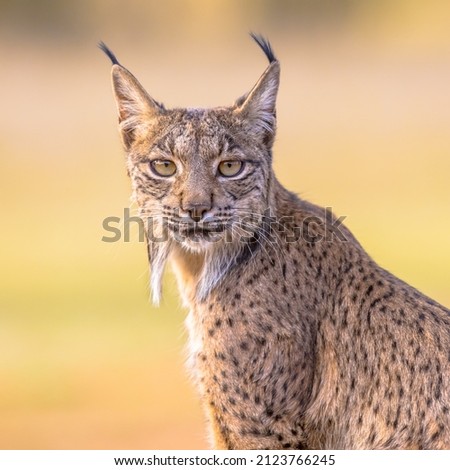 Iberian Lynx (Lynx pardinus) is a Wild Cat Species Endemic to the Iberian Peninsula in southwestern Europe. Wild Animal in Andujar, Spain. Wildlife Scene of Nature in Europe. Royalty-Free Stock Photo #2123766245