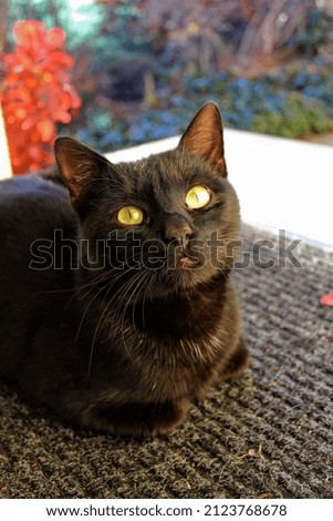 Black cat sitting on the floor. Blurred background.