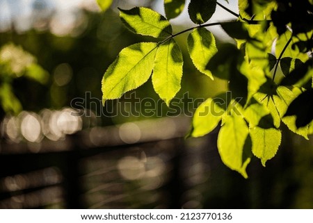 fresh green leaves spring nature background