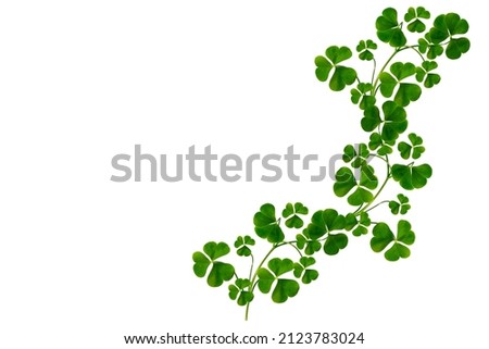green clover leaves isolated on white background. St.Patrick 's Day. foliage shamrock. 