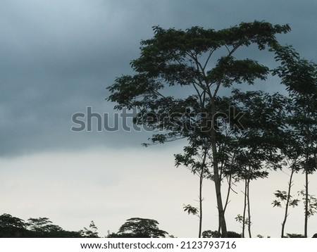 boyolali, 13 february 2022: silhouette of sengon trees on cloudy weather