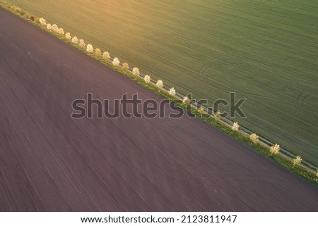 Aerial view of diagonal lines of green spring field divided by white flowering trees. Start agriculture season. Diagonal lines, artistic view. Green and brown colors.