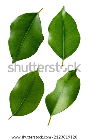 Green leaves set isolated on white. Ficus leaves