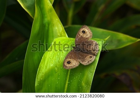 A brown butterfly perched quietly on a leaf.                              
