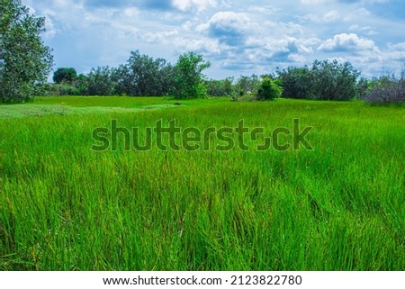A view of the thriving swamp grass.