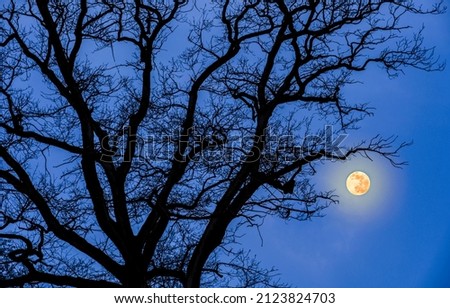 Full moon in the branches of a tree. Full moon light in night sky. Full moon in night sky. Full moon sky Royalty-Free Stock Photo #2123824703
