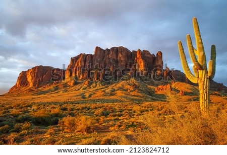 Cactus in the desert canyon on the background of rockes Royalty-Free Stock Photo #2123824712