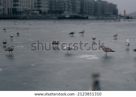 The seagulls in the street in blurred background