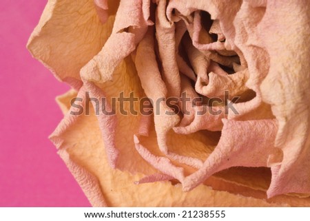 closeup of dried rose