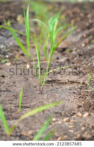 Small plant sugarcane farming in India.