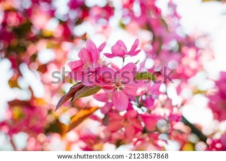 Pink apple blossoms blooming in the spring