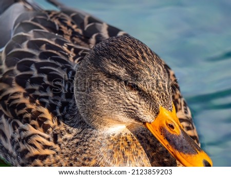 Close Up macro Of Duck Swimming In Lake