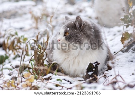 House cat walking outdoors in snow in winter. Young cat on a winter day in a garden