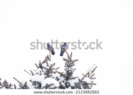 Wild pigeons sit on the branches of a tree in winter in severe frost