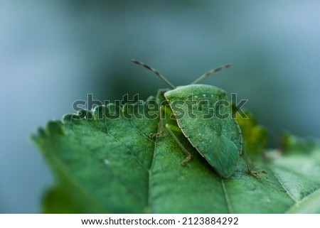 The macro photo of a green stinkbug on a leaf. Royalty-Free Stock Photo #2123884292