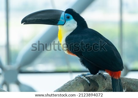 The channel-billed toucan close up (Ramphastos vitellinus) close up.