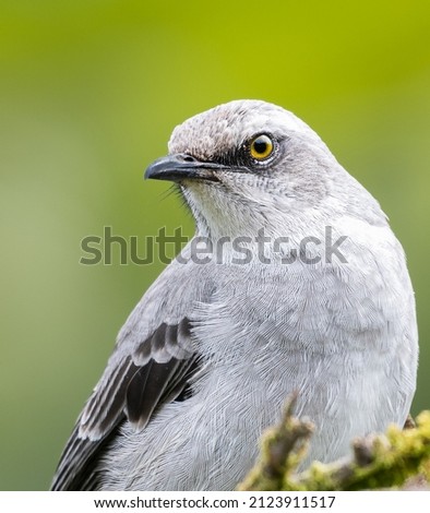 A close-up shallow focus shot of a northern mockingbird on a blurred background