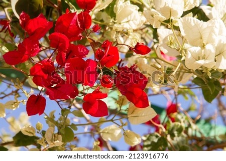 natural background of white and red flowers