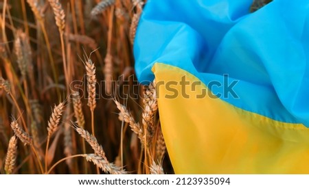 Flag of Ukraine is blue-yellow lying on ripe wheat. Yellow wheat field in Ukraine. Independence Day of Ukraine, flag day. Royalty-Free Stock Photo #2123935094